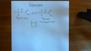 Glycolysis Part 1 [upl. by Nauqaj]