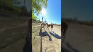 Playing with GREYHOUND Friends in the rescue center  DOG POV [upl. by Bordy]