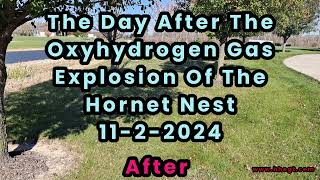 The Large Hornet Nest Explosion The Day After 1122024 [upl. by Suirtimid]