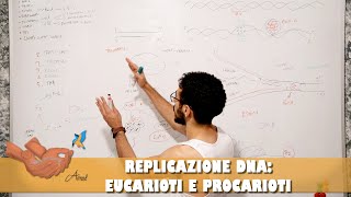 Differenza replicazione DNA tra procarioti ed eucarioti [upl. by Trainer]