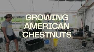 Growing Endangered American Chestnuts [upl. by Mallory]