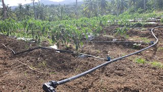 HOW TO SETUP GRAVITY DRIP IRRIGATION SYSTEM  BEST FOR BACKYARD GARDEN [upl. by Begga]