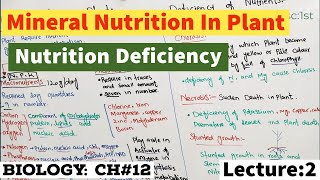 Mineral Nutrition In Plants Macronutrients and Micronutrients In plants  Deficiency of Nutrients [upl. by Ailes240]