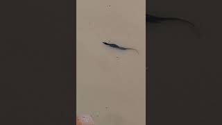 Energetic and Active Monitor Lizard Swimming at the Pond shortvideo chinesegarden genusvaranus [upl. by Hannazus455]