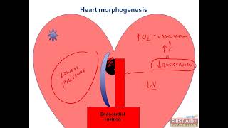 Heart Morphogenesis CVS embryology video part 2 from USMLE First Aid Step one [upl. by Haidedej]