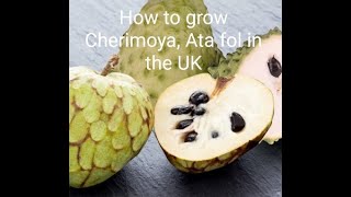 How to grow Cherimoya Custard apple Ata fol in the UK 2021 [upl. by Idorb]