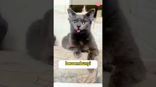 kisah kucing dengan Empat telinga shortsviral short shortvideo [upl. by Anirtap857]