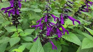 Salvia  my goto plant 10 different varieties in my garden [upl. by Eednarb]