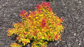 Spiraea Candy Corn Update [upl. by Adnol657]