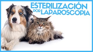 Esterilización de perras y gatas por LAPAROSCOPIA Castración por endoscopia [upl. by Nodnerb]