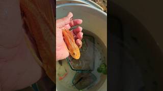 Hunting and finding ornamental fish cute janitor fish in the river shorts shortvideo viralvideo [upl. by Kris]