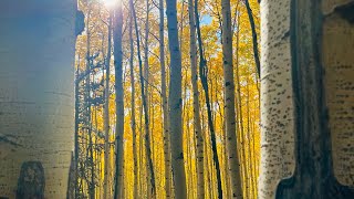 Aspen fall leaves hiking amp camping adventure [upl. by Garnette]