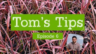 Toms Tips 6  Phormium  Greenwood Plants [upl. by Etennaej]