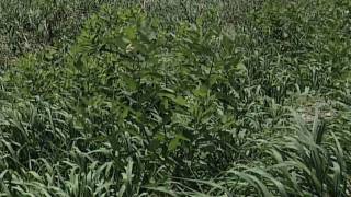 Weed of the Week 593  Hemp Dogbane From Ag PhD 593 81609 [upl. by Yendroc]