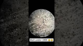 Face powder at 400X magnification is super coolshorts underthemicroscope beefcut science [upl. by Idnal163]