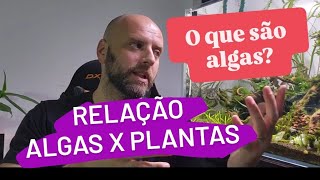 RELAÇÃO ALGAS X PLANTAS  O QUE SÃO AS ALGAS [upl. by Esimaj]