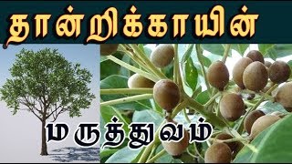 terminalia bellirica தான்றிக்காயின் மருத்துவம் thaanri tree [upl. by Bent]