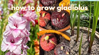 Gladiolus Grow from Bulbs গ্লাডিওলাস গাছ কিভাবে বসাবো youtube garden plants flowers vlog [upl. by Eirrod]