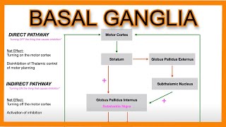 Basal Ganglia Direct vs Indirect Pathways [upl. by Pence]