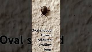 Brown coloured Swallow BugsBed Bug httpswwwyoutubecomchannelUCdUZ9zKeBkP8oH7ioqpKCeg [upl. by Ais453]