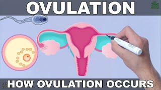 Ovulation [upl. by Liva]