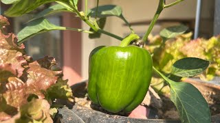 My winter garden  winter vegetables [upl. by Aynot]