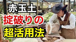 【常識が変わる】赤玉土の使い方が今日からガラリと変わります。 【カーメン君】【園芸】【ガーデニング】【初心者】 [upl. by Faletti298]