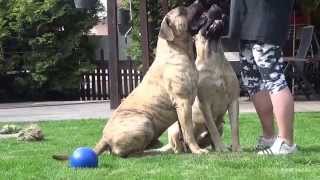 Dogo Canario Wurfplanung 2015 Paula amp Enzo [upl. by Tamis]