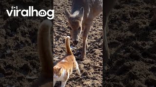 Friendly Deer Gives Cat a Bath  ViralHog [upl. by Padraic]