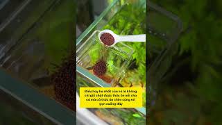 Không còn lo nước đục hay cá chết chỉ với hộp cho ăn giá rẻ methuysinh aquarium fish fyp [upl. by Ardrey]