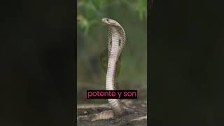 COBRA REAL LA SERPIENTE más SORPRENDENTE 🐍🐍 viral datoscuriosos [upl. by Baniaz892]