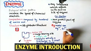 Introduction To Enzyme  Cofactor  Holoenzyme  Class 11 Biology [upl. by Lurette]