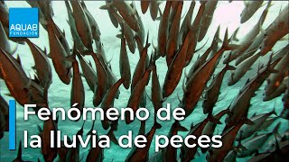 ¿Sabes qué es el fenómeno de la LLUVIA de PECES [upl. by Wenz]