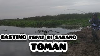 CASTING TEPAT DI SARANG TOMAN DAN GABUS [upl. by Netniuq]