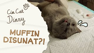 Tanya Dokter Hewan Steril  Neuter Pada Kucing Jantan  Cia Cat Diary  Ep 43 [upl. by Burnside]