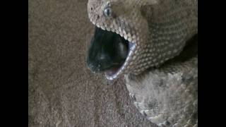 Crotalus c cercobombus Feeding [upl. by Rogerio]