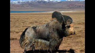 Amazing Tibet yak [upl. by Graham655]