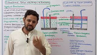 Cell wall  Gram Positive bacteria  Gram negative bacteria  NBF  Class 11  FBISE [upl. by Diahann]