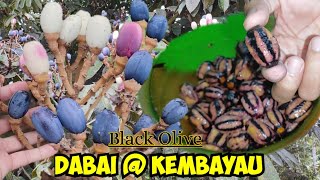 Pokok amp Buah Dabai  Kembayau  Black Olive of Borneo [upl. by Ahiel]