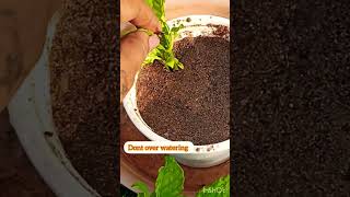 Easy to grow crossandra plant from cuttings shortsyoutube shorts [upl. by Otto]