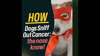 🐶 How dogs sniff out cancer the nose knowsshorts [upl. by Ardnasela]