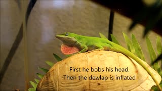 Green Anole Courtship  Male Dewlap Display [upl. by Acirederf]