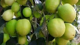 Jujube  কুল  Ziziphus mauritiana fruit in my garden [upl. by Lajes]