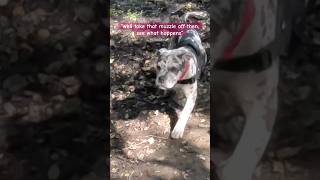 Banned Muzzled XL Bully Lovers Not Fighters doglover pets dog xlbully americanbully [upl. by Nnylhtak]