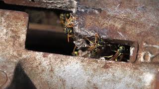 shorts European Paper Wasps Polistes dominula [upl. by Mcclure]