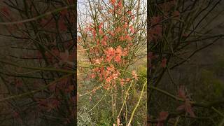 Cadaba aphylla  a wild shrub grown in the Thal desert of Pakistan [upl. by Areid995]