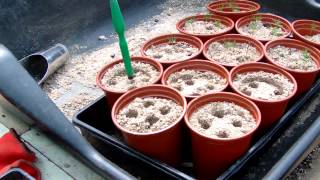 Bonsai Seed Propagation video 1  Update 2  quotPotting onquot [upl. by Ng]