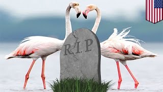 Frat pledges epic failure College student gets arrested after killing two flamingos [upl. by Haughay]