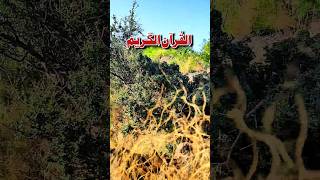 Surah Toba Ayat 79 translation urdu islamiccontent [upl. by Yenwat]