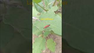 Led Leafhopper [upl. by Ashley593]